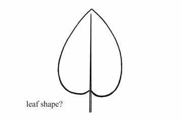 <p>A heart-shaped leaf with notch at the base.</p>