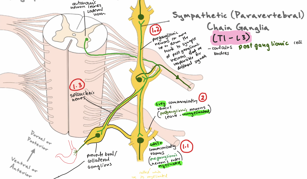 <p>It exits from the intermediate gray → anterior root → travels into the spinal nerve → uses the white rami to enter the paravertebral ganglionic chain → synapses with post ganglionic neurons → postganglion exits via the grey rami and towards the target</p>