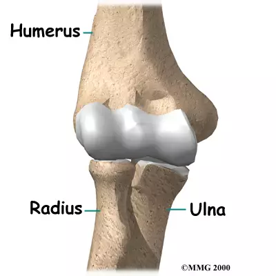 <p>The humerus, radius, and ulna.</p>