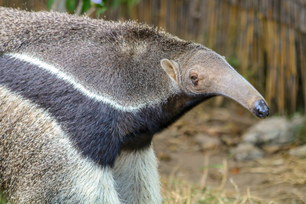 <p>Giant Anteater</p>