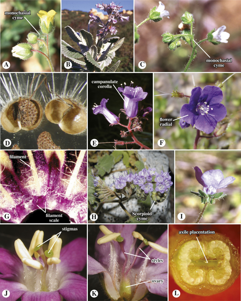 <p>boraginaceae floral formula</p>