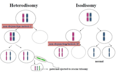 <p>- Non-disjunction in meiosis II, 2 copies from father</p>