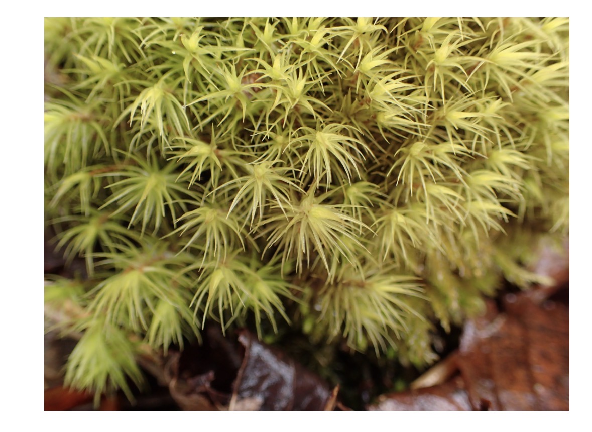 <p>What taxon does this belong to? </p>