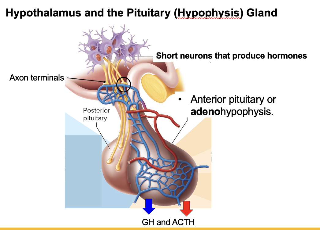<p><strong>Neurohypophysis (posterior pituitary)</strong> → no endocrine cells → contains axons/axon terminals of hypothalamic neurons → releases hormones made in hypothalamus (ADH, oxytocin)</p><p><strong>Adenohypophysis (anterior pituitary)</strong> → has endocrine cells → stimulated by hypothalamic releasing hormones → synthesizes and secretes its own hormones</p>