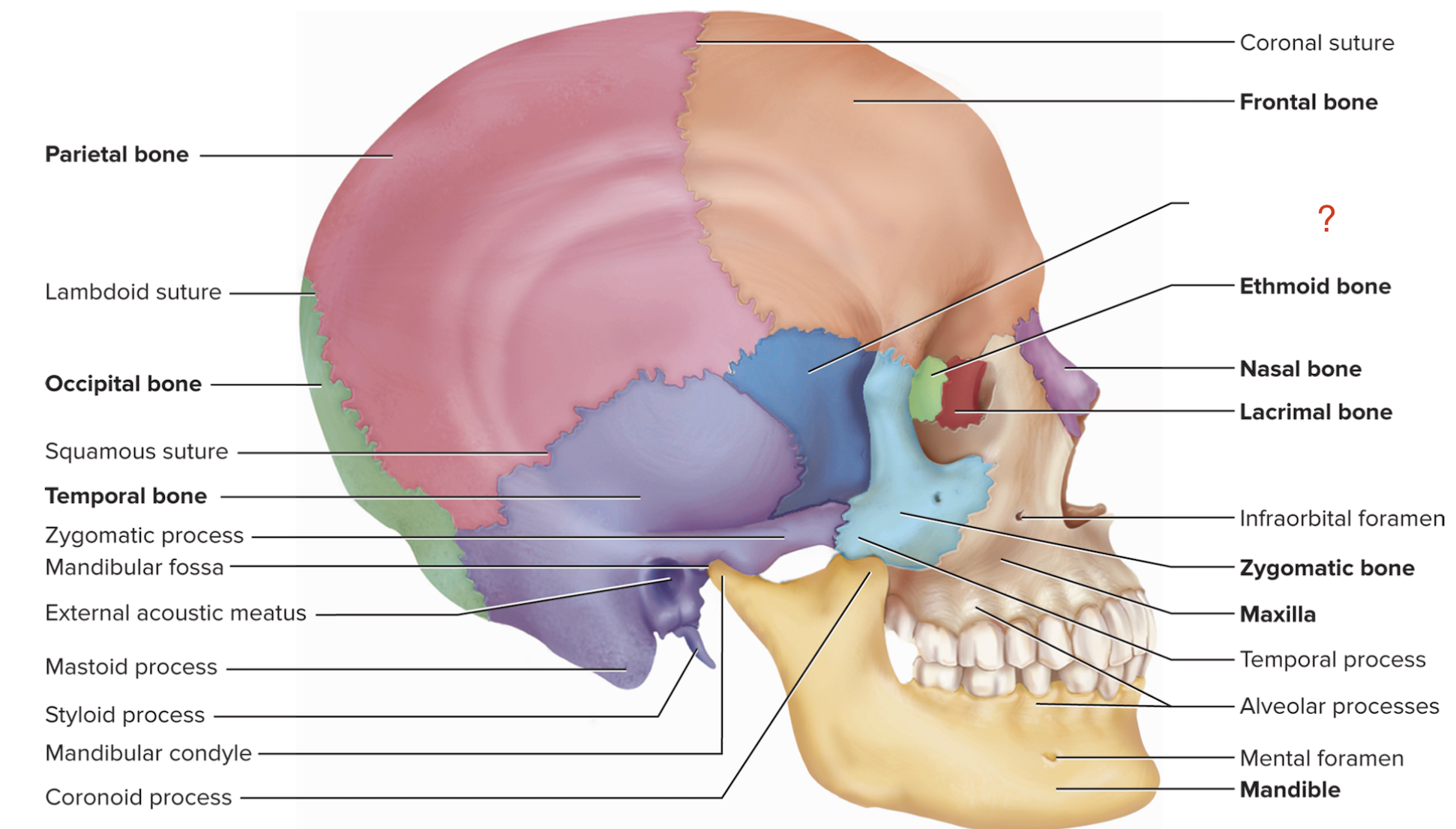 <p>What is the name of this bone?</p>