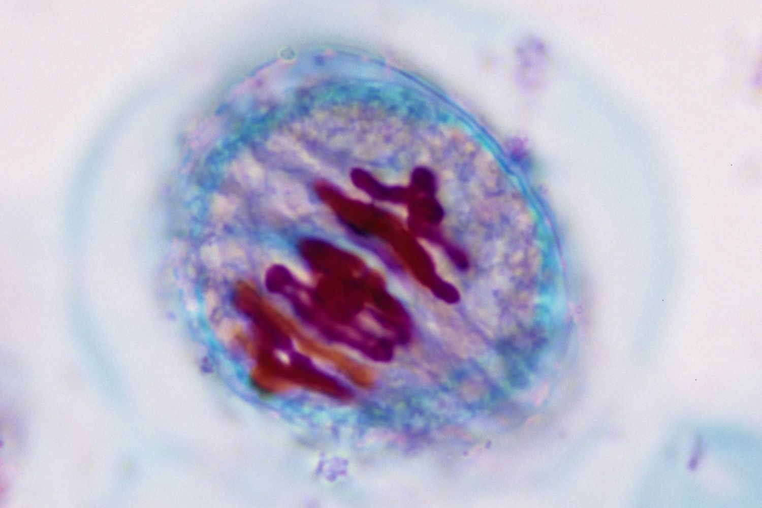 <p>chromosomes are at the middle of the cell</p>