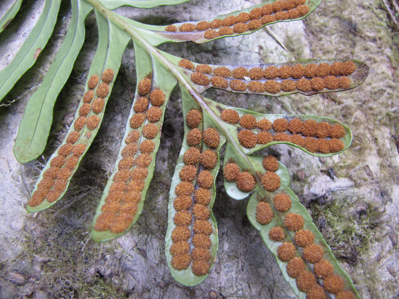 <p>On the underside of the leaf on a fern, you would find _____ containing _____.</p>