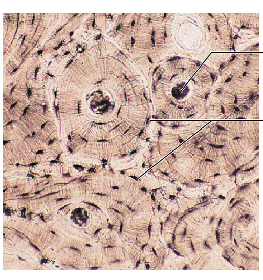 <p>which tissue is this?</p>