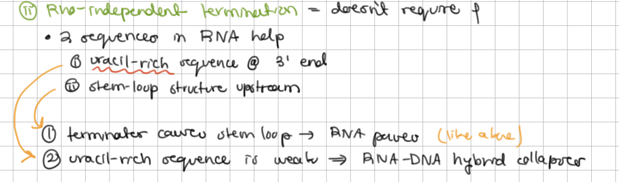 <p><strong>Rho-independent termination</strong> = does not require <span style="background-color: transparent;">⍴ </span></p><p>RNA contains <u>uracil</u>-rich sequence at 3’ end</p><p></p><ol><li><p>Like rho-dependent termination, terminator causes stem loop so RNA pol pauses</p></li><li><p><u>uracil</u>-rich sequence is weak => RNA-DNA hybrid collapses without rho</p></li></ol><p></p>