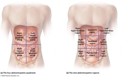 <p>Terms that divide the body into broad regions: Axial (head, neck, trunk) and Appendicular (limbs).</p>