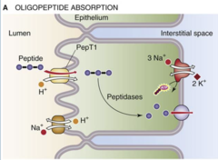 <p>1. di- and tripeptides are directly absorbed by a carrier PepT1 using an inwardly directed H+ gradient</p><p>2. once in the cell, they are broken down into amino acids</p><p>3. Amino acids are absorbed into the blood by facilitated diffusion (Na+ independent)</p>