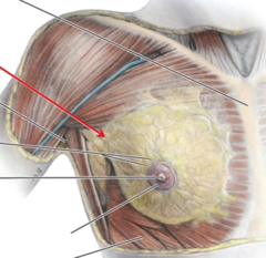 <p>superior lateral corner of breast tissue, projects up and laterally into axilla</p>