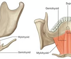 <p><span>EXTRINSIC SUPRAHYOID</span><br><br><span>origin: short tendon from mental symphysis of mandible</span><br><br><span>insertion: corpus of hyoid</span><br><br><span>innervation: C1 spinal nerve via CN XII (hypoglossal)</span><br><br><span>function: elevate and draw hyoid forward</span></p>