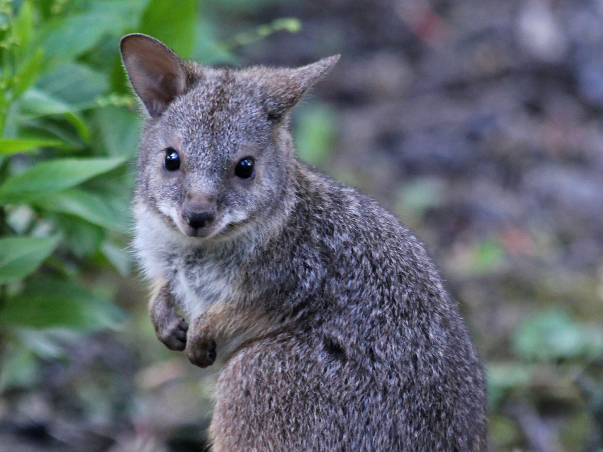 <p>Parma Wallaby </p>