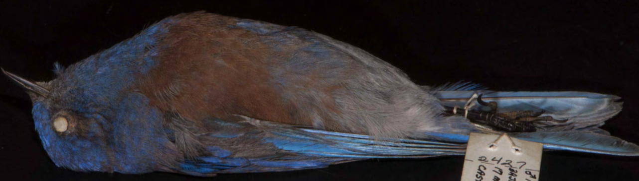 <p>Western Bluebird </p>