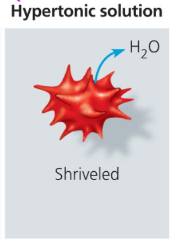 <p>solute more on outside, h2o leaves cell, shriveling it up </p>