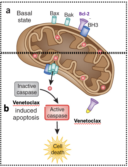 <p><strong>Pro-apoptotic Bcl2 Inhibitor-BH3 Mimetic</strong></p><p>Not a question. </p><p><span><strong>(a) Top: </strong>in the basal state, pro-apoptotic triggering proteins in the mitochondria outer membrane (<strong>Bax</strong> and <strong>Bak</strong> light blue) are monomeric and <strong>BH3 proteins </strong>(blue) are tied up with <strong>Bcl-2 </strong>(purple).</span></p><p style="text-align: left;"><span>Cytochrome <em>c (red circles) </em> is retained in the mitochondria. Bcl-2 is inhibiting apoptosis in this state.</span></p><p style="text-align: left;"><span>(<strong>b) Bottom: </strong>in cancer cells Bcl-2 is overexpressed--drugs like <strong>Venetoclax</strong> (yellow) bind to <em>Bcl-2 causing it to dissociate from BH3 proteins. </em> The BH3-protein now can induce oligomerization of Bax and Bak, leading to large pore formations. Cytochrome <em>c</em> exits mitochondria through the newly created pore and triggers caspase activation, leading to apoptosis.</span></p>