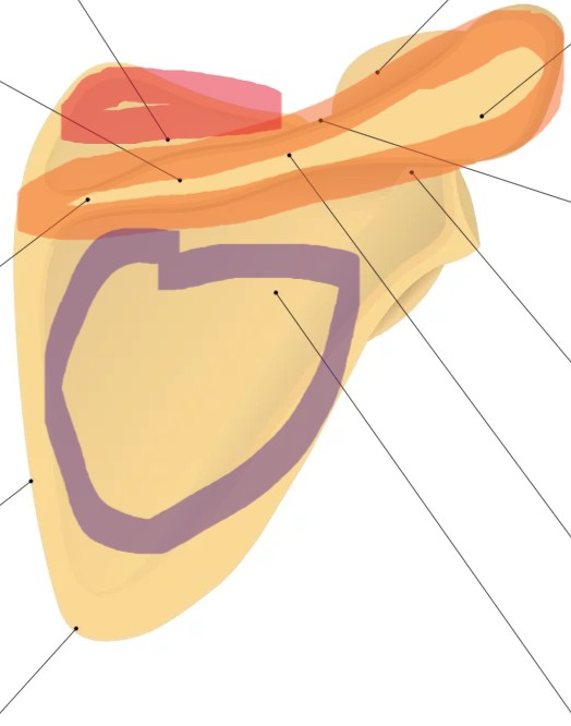 <p>what is the purple</p>