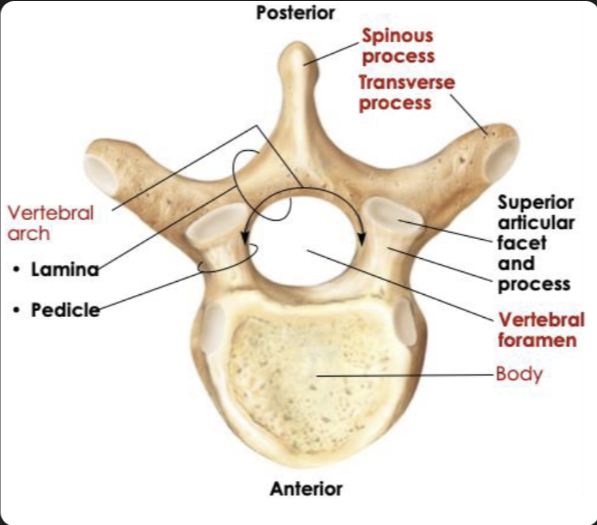 <p><strong>Cervical</strong>: Small oval body, large triangular vertebral foramen, small transverse process</p><p><strong>Thoracic</strong>: Heart shaped body, smaller circular vertebral foramen, large transverse process</p><p><strong>Lumbar</strong>: Very large, thick oval body, smaller triangular vertebral foramen but bigger than thoracic, short and flat transverse process</p>