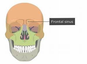 <p>Air pockets above eye socket</p><ul><li><p>Frontal</p></li></ul><p></p>