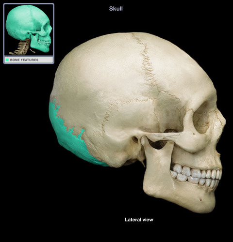 <p>What part of the skull is this?</p>