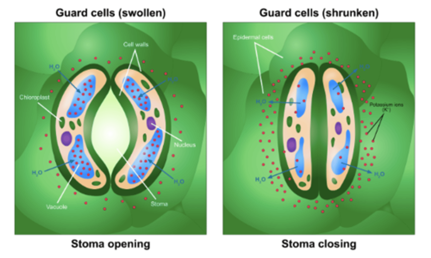 <p>K+ ions diffuse in, which causes water to follow by osmosis --> the guard cell becomes turgid</p>