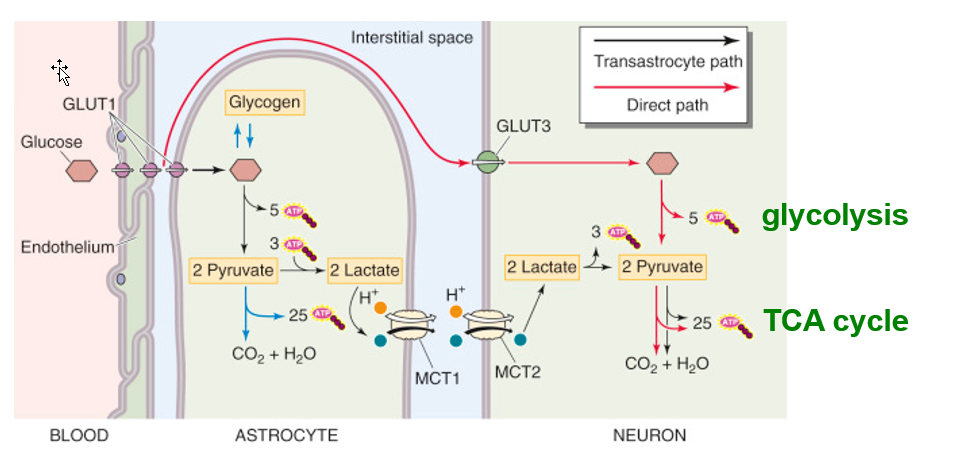 <ul><li><p>ATP generation from glucose in the brain</p><ul><li><p>GLUT1: glucose → BBB</p></li><li><p>GLUT3: Glucose → Neurons</p></li></ul></li><li><p>Additional Source:</p><ul><li><p>From Lactate  produced by astrocytes from blood glucose or glycogen.</p></li></ul></li></ul><p></p><p></p><p></p><p></p>