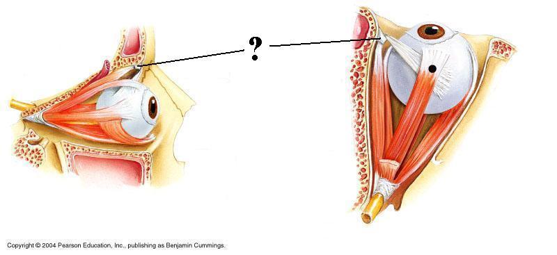 <p>Identify the indicated structure</p>