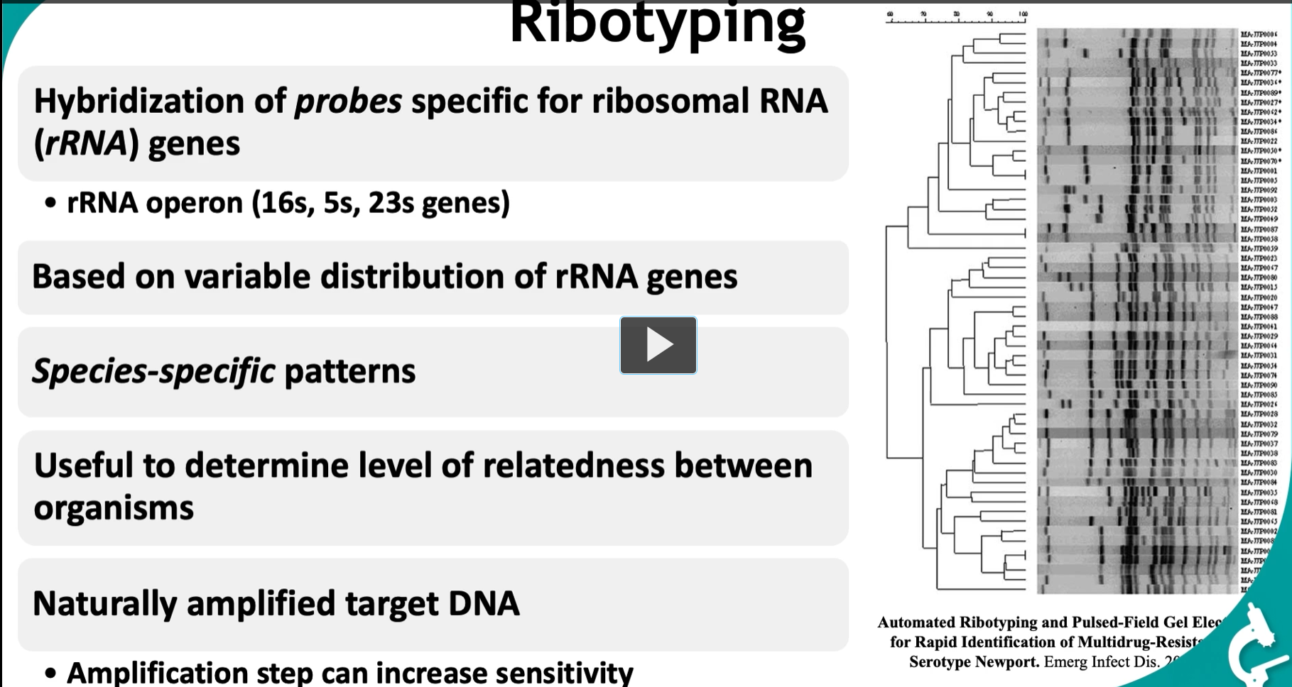 <p>This slide is about <strong>ribotyping</strong>, a molecular method used to <strong>identify and compare bacteria based on their rRNA genes</strong>. Here’s the logic step-by-step:</p><div data-type="horizontalRule"><hr></div><p> <span data-name="dna" data-type="emoji">🧬</span> Big Idea </p><figure data-type="blockquoteFigure"><div><blockquote><p><strong>Ribotyping = using rRNA gene patterns as a “genetic fingerprint” to identify and compare organisms.</strong></p></blockquote><figcaption></figcaption></div></figure><div data-type="horizontalRule"><hr></div><p> <span data-name="test_tube" data-type="emoji">🧪</span> What are rRNA genes? </p><p>Bacteria have <strong>ribosomal RNA (rRNA) genes</strong>, which are essential for making ribosomes.</p><p>These include:</p><ul><li><p><strong>16S rRNA</strong></p></li><li><p><strong>23S rRNA</strong></p></li><li><p><strong>5S rRNA</strong></p></li></ul><p><span data-name="point_right" data-type="emoji">👉</span> Together they form the <strong>rRNA operon</strong></p><div data-type="horizontalRule"><hr></div><p> <span data-name="key" data-type="emoji">🔑</span> Why rRNA genes are special </p><ul><li><p><strong>Highly conserved</strong> → similar across many bacteria</p></li><li><p>BUT also have <strong>variable regions</strong> → allow differentiation</p></li></ul><p><span data-name="point_right" data-type="emoji">👉</span> This balance makes them perfect for:</p><figure data-type="blockquoteFigure"><div><blockquote><p><strong>identification + evolutionary comparison</strong></p></blockquote><figcaption></figcaption></div></figure><div data-type="horizontalRule"><hr></div><p> <span data-name="microscope" data-type="emoji">🔬</span> How ribotyping works 1. <strong>DNA is cut (restriction enzymes)</strong></p><ul><li><p>Break genome into fragments</p></li></ul><div data-type="horizontalRule"><hr></div><p>2. <strong>Fragments separated (gel electrophoresis)</strong></p><ul><li><p>Different sizes spread out</p></li></ul><div data-type="horizontalRule"><hr></div><p>3. <strong>Probe hybridization</strong></p><ul><li><p>Use probes that bind <strong>specifically to rRNA genes</strong></p></li></ul><p><span data-name="point_right" data-type="emoji">👉</span> Only fragments containing rRNA genes will be detected</p><div data-type="horizontalRule"><hr></div><p>4. <strong>Band pattern is generated</strong></p><ul><li><p>This pattern = <strong>ribotype</strong></p></li></ul><div data-type="horizontalRule"><hr></div><p> <span data-name="dna" data-type="emoji">🧬</span> Key concept: “variable distribution” </p><figure data-type="blockquoteFigure"><div><blockquote><p>Different bacteria have rRNA genes in <strong>different locations and numbers</strong></p></blockquote><figcaption></figcaption></div></figure><p>So after cutting DNA:</p><ul><li><p>rRNA-containing fragments differ in <strong>size and position</strong></p></li></ul><p><span data-name="point_right" data-type="emoji">👉</span> Result:</p><ul><li><p>Each species → <strong>unique banding pattern</strong></p></li></ul><div data-type="horizontalRule"><hr></div><p> <span data-name="bar_chart" data-type="emoji">📊</span> Species-specific patterns </p><ul><li><p>Same species → similar pattern</p></li><li><p>Different species → different pattern</p></li></ul><p><span data-name="point_right" data-type="emoji">👉</span> This is like a:</p><figure data-type="blockquoteFigure"><div><blockquote><p><strong>barcode for bacterial identity</strong></p></blockquote><figcaption></figcaption></div></figure><div data-type="horizontalRule"><hr></div><p> <span data-name="deciduous_tree" data-type="emoji">🌳</span> Determining relatedness </p><p>The tree (dendrogram on right side):</p><ul><li><p>Groups organisms based on similarity of patterns</p></li><li><p>Closer branches → more closely related</p></li></ul><p><span data-name="point_right" data-type="emoji">👉</span> Used for:</p><ul><li><p>taxonomy</p></li><li><p>evolutionary relationships</p></li><li><p>outbreak tracking</p></li></ul><div data-type="horizontalRule"><hr></div><p> <span data-name="fire" data-type="emoji">🔥</span> “Naturally amplified target DNA” </p><p>This is VERY important:</p><ul><li><p>rRNA genes exist in <strong>multiple copies per genome</strong></p></li></ul><p><span data-name="point_right" data-type="emoji">👉</span> Meaning:</p><ul><li><p>Easier to detect</p></li><li><p>Stronger signal</p></li></ul><div data-type="horizontalRule"><hr></div><p> Amplification (optional) </p><ul><li><p>PCR can further increase sensitivity</p></li><li><p>Useful for low DNA samples</p></li></ul><div data-type="horizontalRule"><hr></div><p> <span data-name="brain" data-type="emoji">🧠</span> Why ribotyping is useful </p><ul><li><p>Identify unknown bacteria</p></li><li><p>Compare strains</p></li><li><p>Study evolution</p></li><li><p>Track infections</p></li></ul><div data-type="horizontalRule"><hr></div><p> <span data-name="jigsaw" data-type="emoji">🧩</span> High-yield summary </p><figure data-type="blockquoteFigure"><div><blockquote><p>Ribotyping uses probes targeting rRNA genes to generate species-specific banding patterns, allowing identification and determination of genetic relatedness among organisms.</p></blockquote><figcaption></figcaption></div></figure><div data-type="horizontalRule"><hr></div><p> <span data-name="brain" data-type="emoji">🧠</span> Simple mental model </p><ul><li><p>rRNA genes = <strong>“landmarks” in the genome</strong></p></li><li><p>Restriction enzymes = <strong>“cutting map”</strong></p></li><li><p>Pattern = <strong>“genetic fingerprint”</strong></p></li></ul><p></p>
