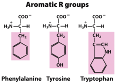<p>Phe, Tyr, Trp.</p>