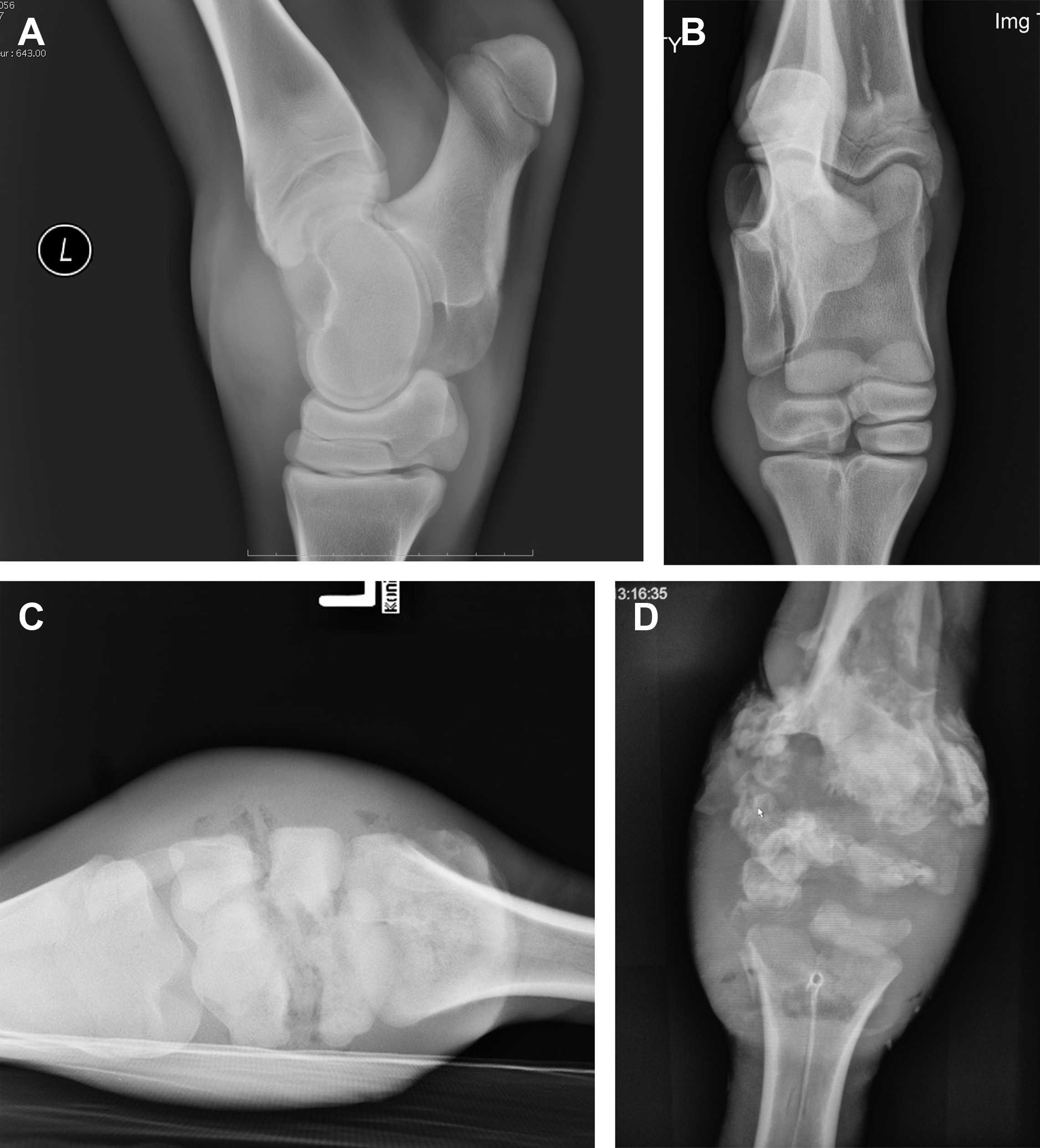 <p>SEPTIC ARTHRITITIS</p>