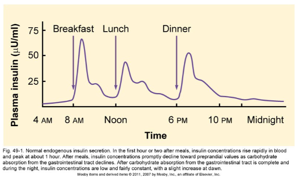 <p>Insulin raises rapidly in blood in the first hour or two after eating a meal</p><p>Insulin peaks at about 1 hour</p><p>Insulin declines after eating a meal</p><p></p>