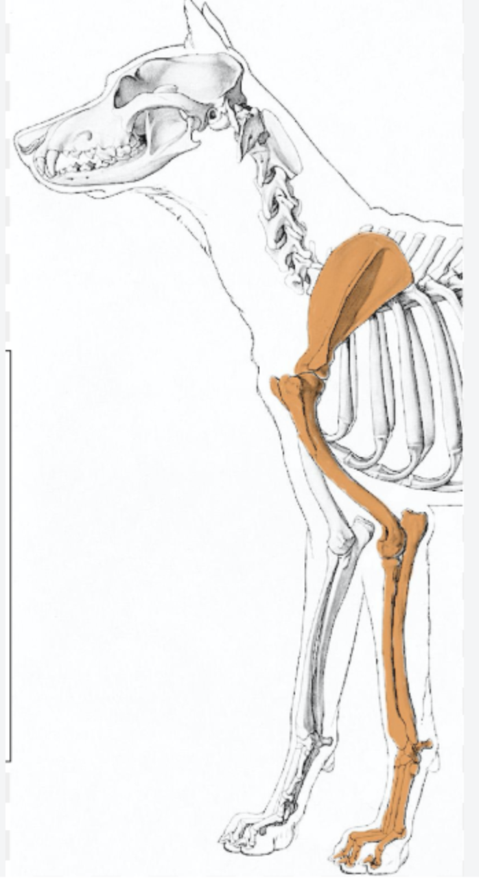 <p>Using the image where are the flexor surfaces in the Thoracic limb</p>