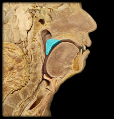 <p>Superior boundary of oral cavity proper</p>