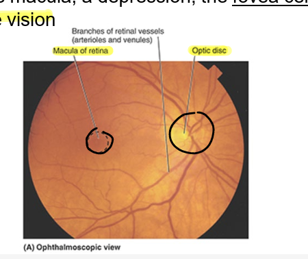 <ul><li><p>where sensory fibers &amp; vessels conveyed by optic nerve (CN II) enter eyeball</p><ul><li><p>contains no photoreceps</p></li><li><p>optic disc insensitive to light (<strong>blind spot</strong>)</p></li></ul></li></ul><p></p>