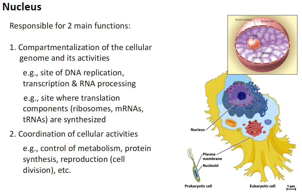 <p><strong>1. Compartmentalization</strong><br> Houses the <strong>cellular genome</strong> and its activities<br> <strong>Site of DNA replication, transcription, and RNA processing</strong><br> <strong>Synthesis of translation components</strong>: ribosomes, mRNAs, tRNAs</p><p><strong>2. Coordination of Cellular Activities</strong><br> Controls <strong>metabolism, protein synthesis, and cell division</strong></p><p><strong>Key Point</strong><br> The <strong>nucleus</strong> organizes <strong>genetic material</strong> and <strong>coordinates essential cellular functions</strong></p>