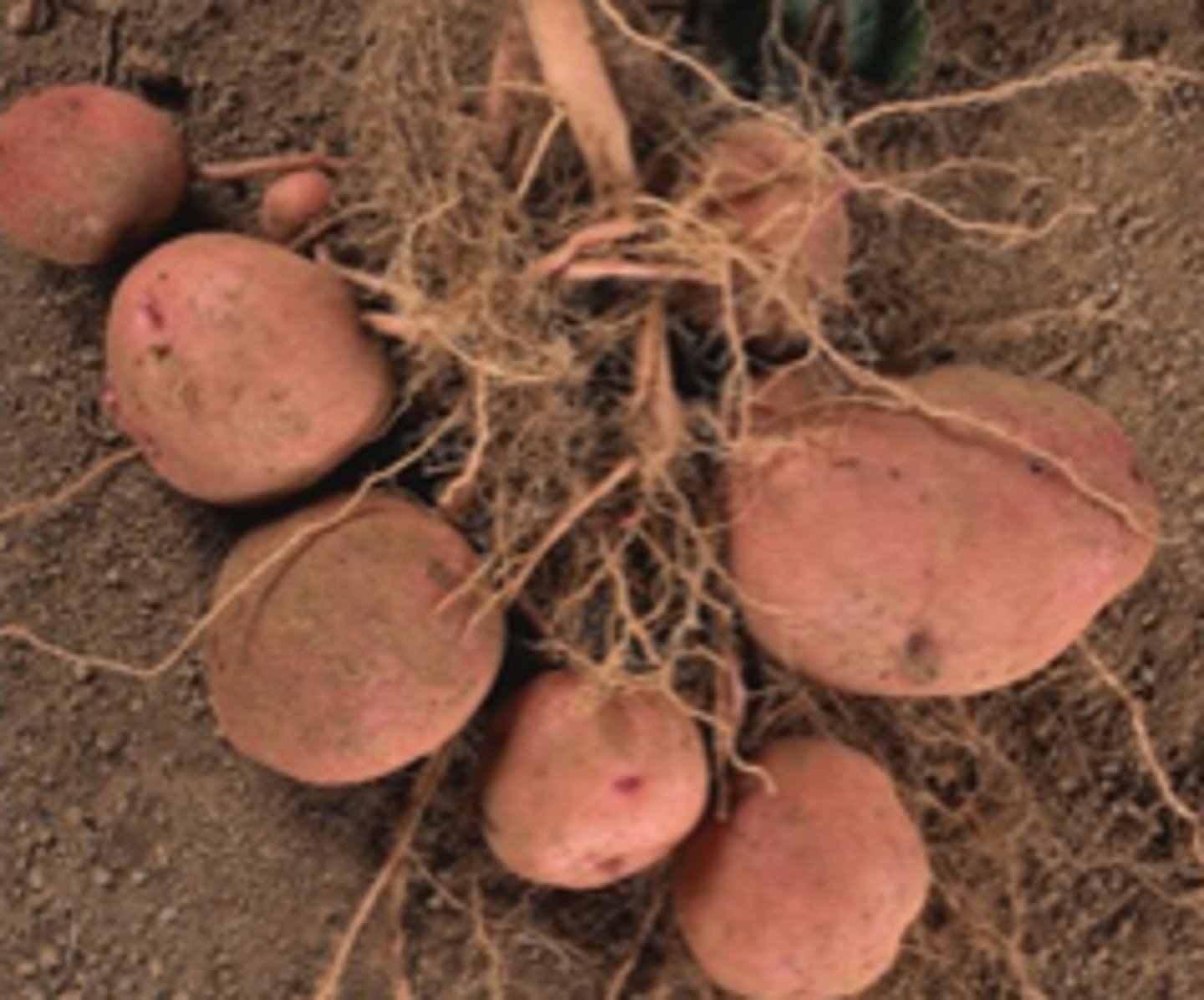<p>a much thickened underground part of a stem or rhizome, e.g. in the potato, serving as a food reserve and bearing buds from which new plants arise.</p>