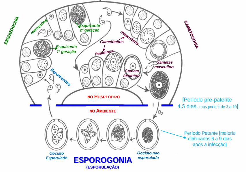 <ul><li><p>nas células do intestino ocorre <strong>esquizogonia </strong>e <strong>gametogonia </strong></p></li><li><p>no ambiente ocorre <strong>esporogonia </strong></p></li><li><p>tempo e oxigénio induzem esporogonia </p></li></ul><p></p>
