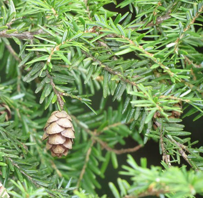 <p>Hemlock</p>