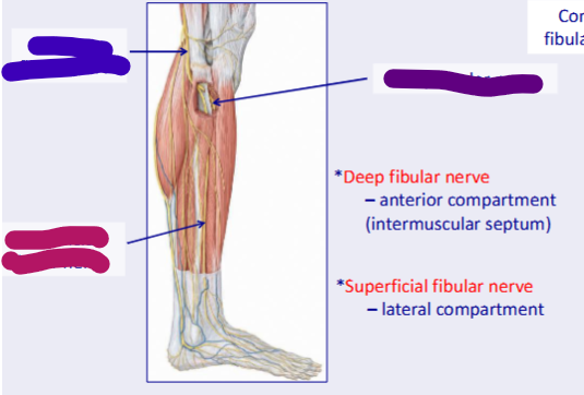 <p>what nerve s shown in pink </p>