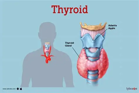<p>thyroid: ____, TRH, AP, TSH, thyroid, TH, body cells,</p>