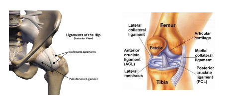 <p><strong>ligaments</strong></p>