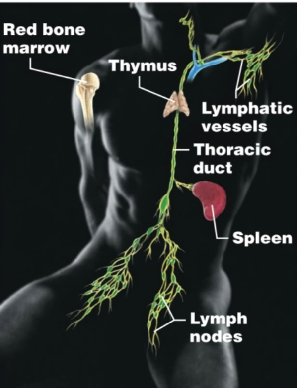 <p>Lymphatic vessels, lymph nodes, spleen, thymus, red bone marrow<br>Returns fluid to the blood and helps defend the body</p>