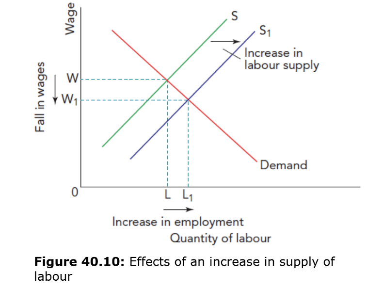 <p>A shift right in labour supply reduces wages for all workers and increases employment.</p>