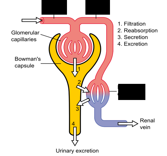<p><span style="background-color: transparent;">The capillary network is fed by an _______ arteriole, and blood exiting the nephron flows through the _______ arteriole and ________ ________ that surround the nephron.</span></p><p></p>
