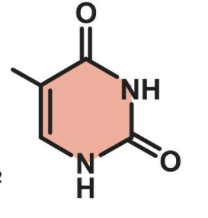 <p><span>what is the difference between thymine and uracil?</span></p>