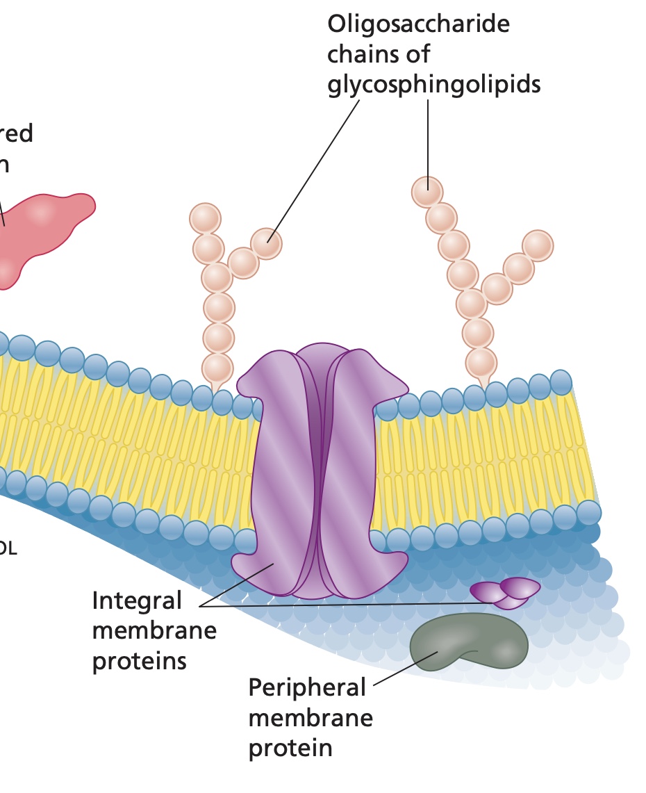 <ol><li><p>Assoicated with one face of the membrane thru charge interactions and hydrogen bonding with integral membrane proteins or with the polar head groups of membrane lipids.</p></li><li><p>Dissociate from membranes by changes in pH or ionic strength. </p></li></ol><p></p>