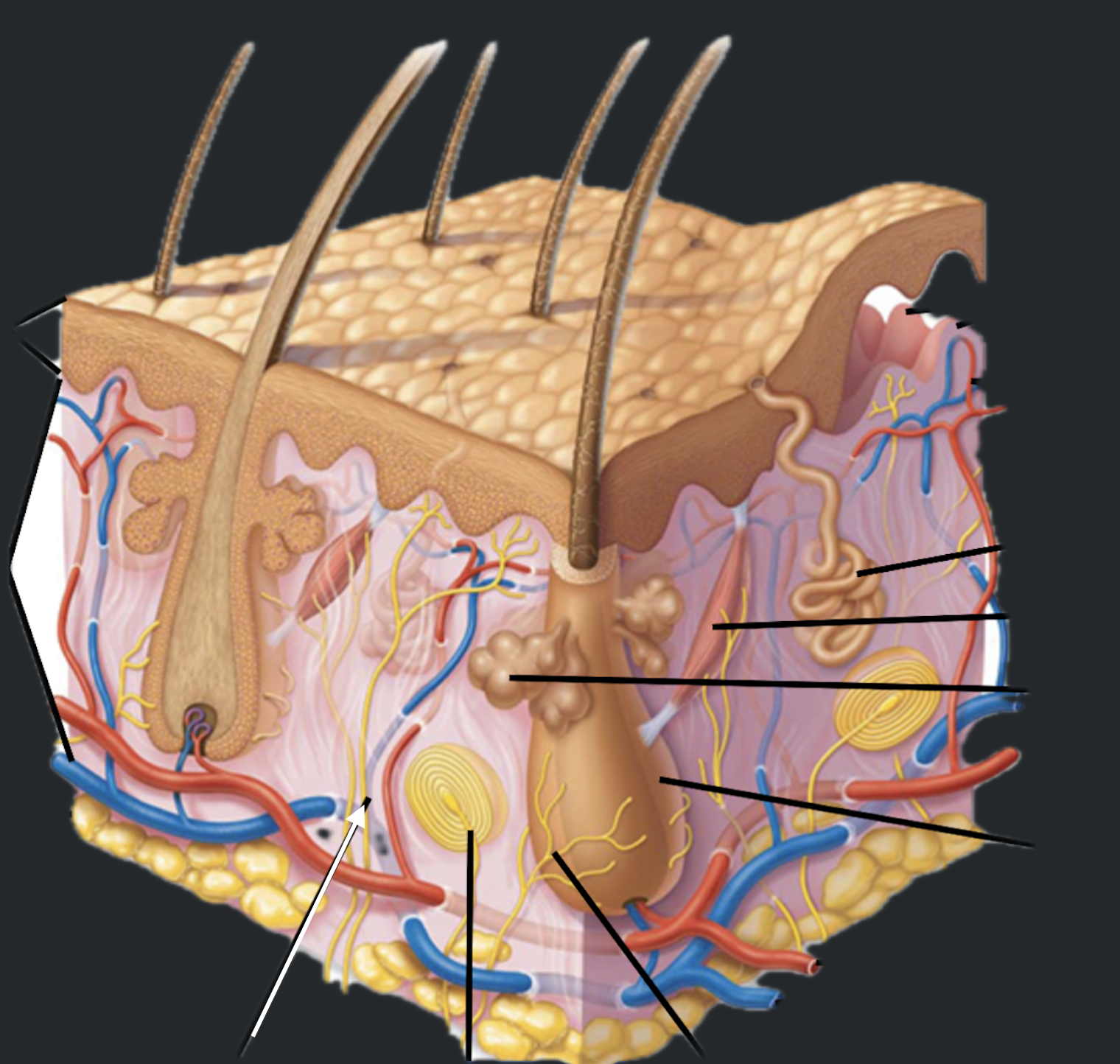 term image