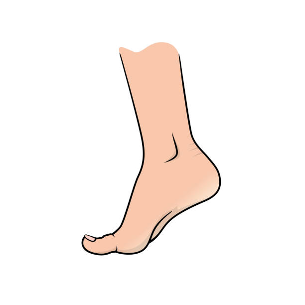 <p>ankle</p>