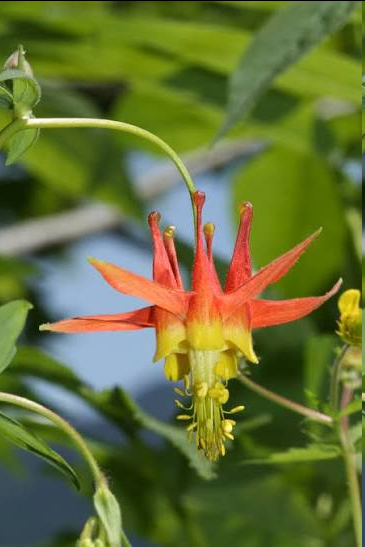 <p><span>This native western North American perennial</span> features delicate, fern-like blue-green foliage and nodding, two-toned blooms. The flowers showcase vibrant red sepals and petals tipped with soft yellow, accompanied by straight, backward-pointing spurs. It is highly attractive to hummingbirds.</p>